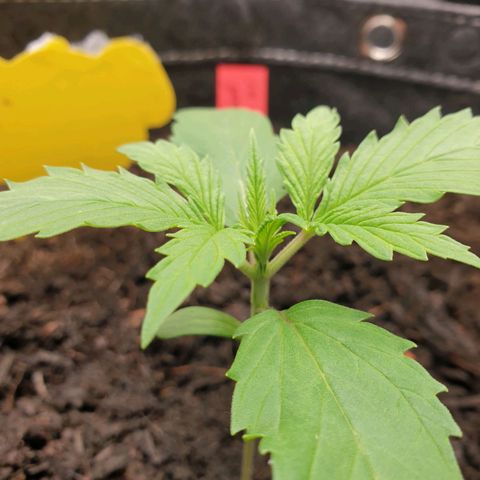 Jenny Special Kush #1 growlog timeline photo