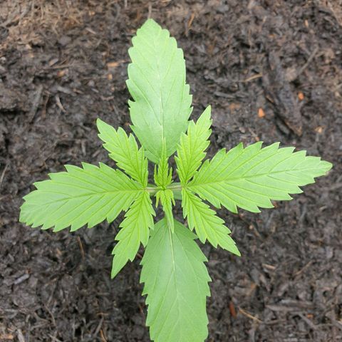 Jenny Special Kush #1 growlog timeline photo