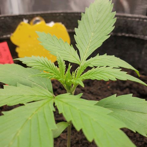 Jenny Special Kush #1 growlog timeline photo
