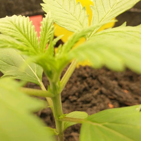 Jenny Special Kush #1 growlog timeline photo