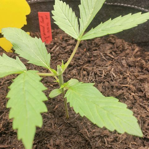 Jenny Special Kush #1 growlog timeline photo