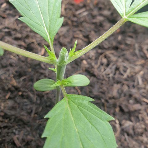 Jenny Special Kush #1 growlog timeline photo