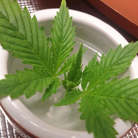 Jenny Special Kush #1 growlog photo: Klon- Versuch