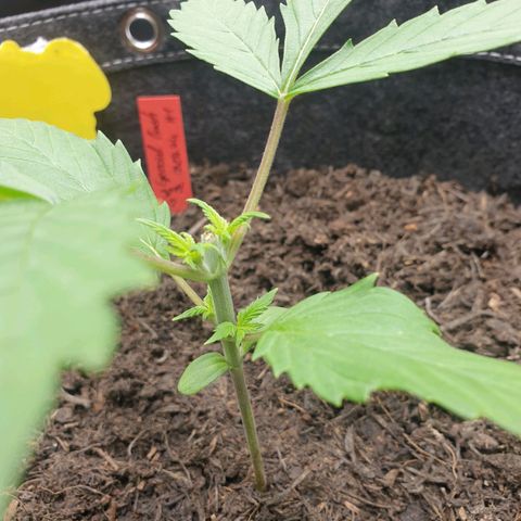 Jenny Special Kush #1 growlog timeline photo