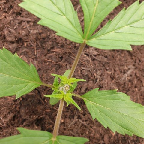 Jenny Special Kush #1 growlog timeline photo