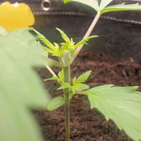 Jenny Special Kush #1 growlog timeline photo