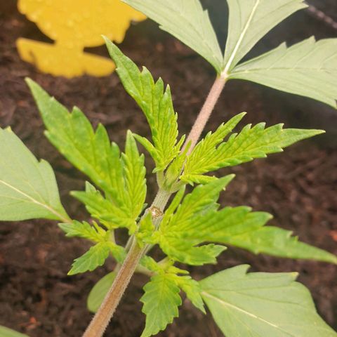 Jenny Special Kush #1 growlog timeline photo
