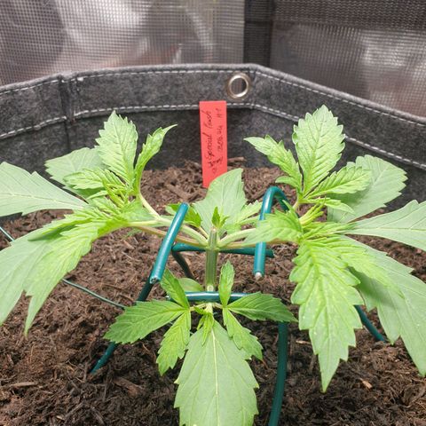 Jenny Special Kush #1 growlog timeline photo