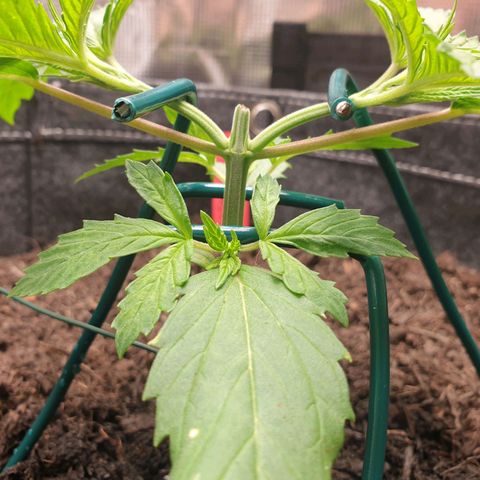 Jenny Special Kush #1 growlog timeline photo