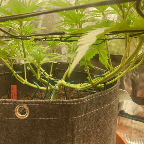 Jenny Special Kush #1 growlog timeline photo