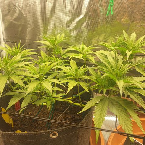 Jenny Special Kush #1 growlog timeline photo