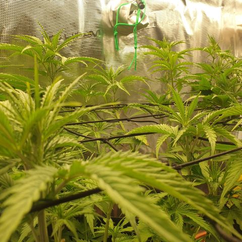 Jenny Special Kush #1 growlog timeline photo