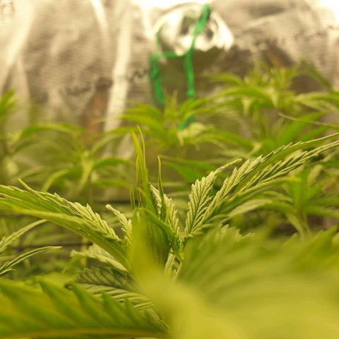 Jenny Special Kush #1 growlog timeline photo