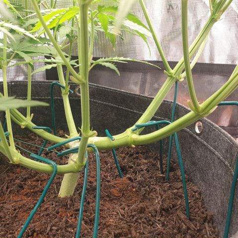 Jenny Special Kush #1 growlog timeline photo