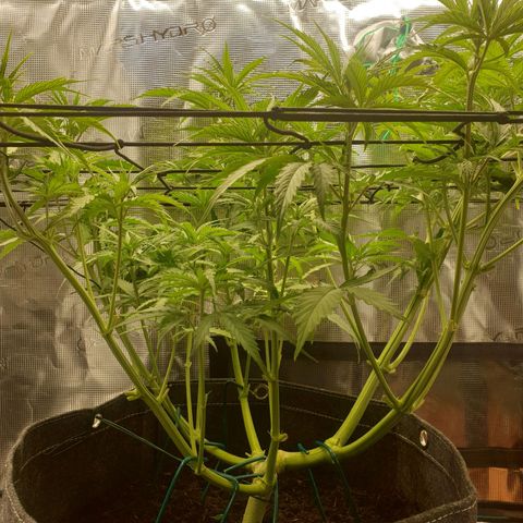 Jenny Special Kush #1 growlog timeline photo