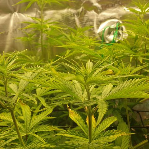 Jenny Special Kush #1 growlog timeline photo