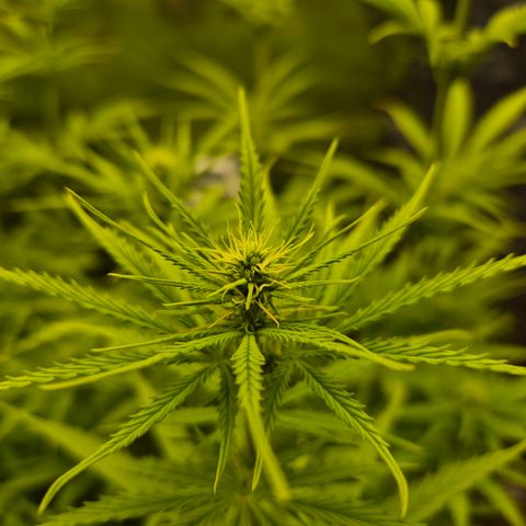 Jenny Special Kush #1 growlog timeline photo