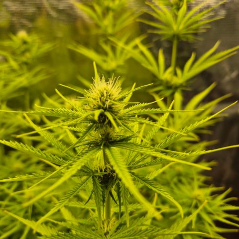 Jenny Special Kush #1 growlog timeline photo