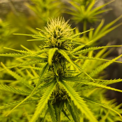 Jenny Special Kush #1 growlog timeline photo