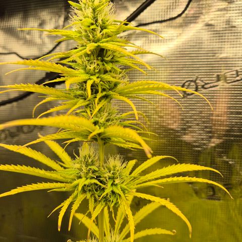 Jenny Special Kush #1 growlog timeline photo