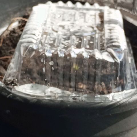 JUSSARA growlog photo: RAQUELZINHA chegou
1 dia de vida.
