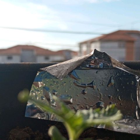 JUSSARA growlog photo: JUSSARA crescendo Feliz