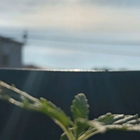 JUSSARA growlog photo: JUSSARA crescendo Feliz