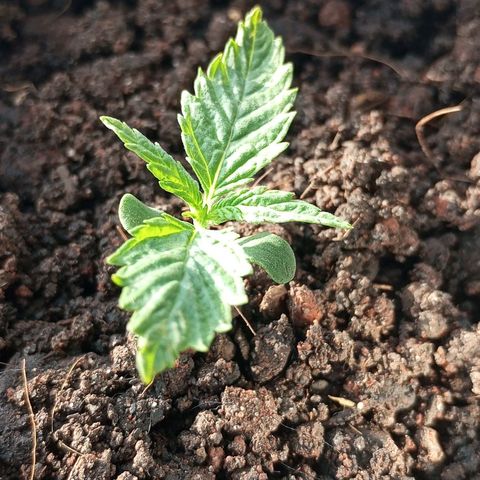 JUSSARA growlog photo: JUSSARA crescendo Feliz