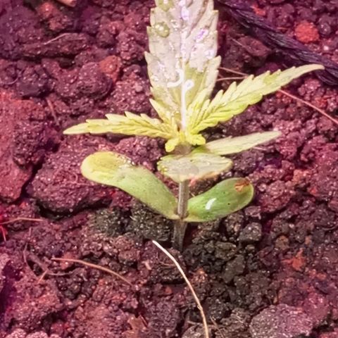 CAPUCCINA growlog photo: Feliz da vida nossa Bebezinha 🙌🏾🌱🚀