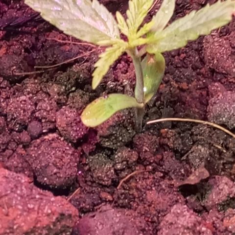 CAPUCCINA growlog photo: Feliz da vida nossa Bebezinha 🙌🏾🌱🚀