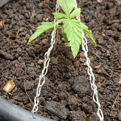 JUSSARA growlog photo: 1⁰ LST da JUSSARA 🌱🙌🏾