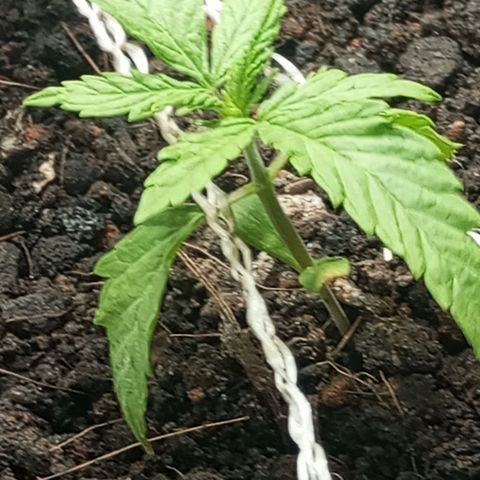 JUSSARA growlog photo: 1⁰ LST da JUSSARA 🌱🙌🏾
