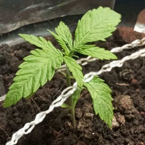 JUSSARA growlog photo: 1⁰ LST da JUSSARA 🌱🙌🏾