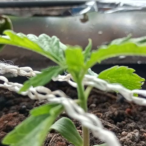 JUSSARA growlog photo: 1⁰ LST da JUSSARA 🌱🙌🏾