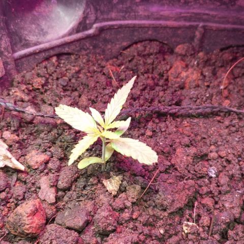 CAPUCCINA growlog timeline photo