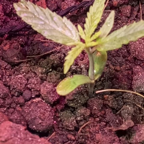 CAPUCCINA growlog timeline photo