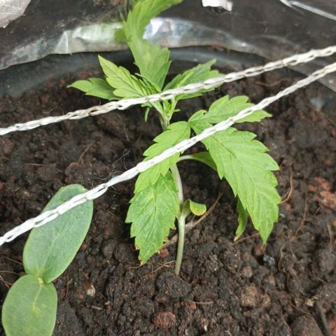 JUSSARA growlog photo: 1⁰ LST da JUSSARARINHA, segue saudável 🌱🌿😍💪🏾🚀 