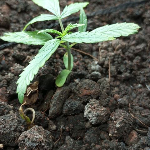 CAPUCCINA growlog timeline photo