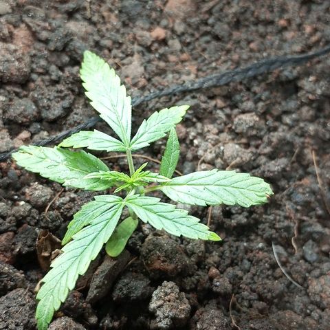 CAPUCCINA growlog timeline photo