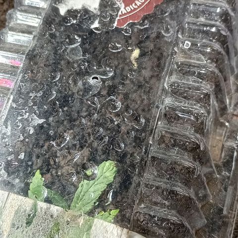 CAPUCCINA growlog timeline photo