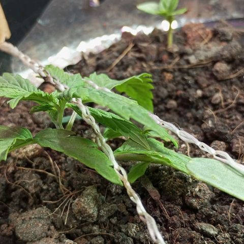 JUSSARA growlog timeline photo