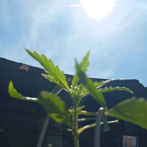 CAPUCCINA growlog timeline photo