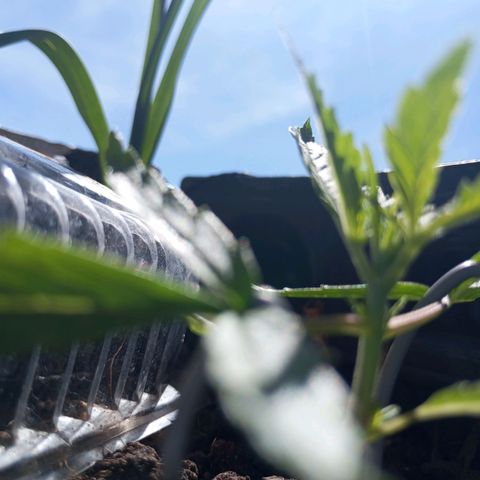 CAPUCCINA growlog timeline photo