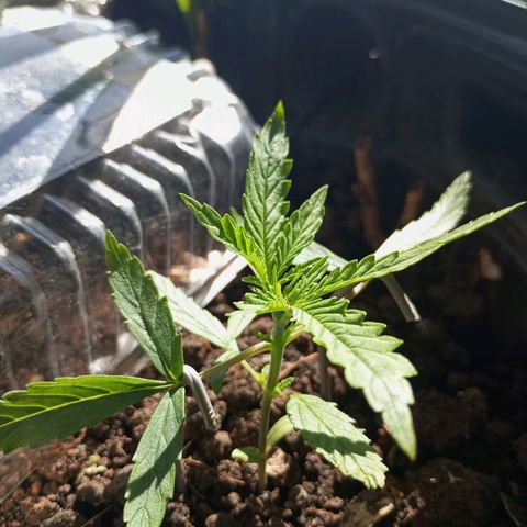 CAPUCCINA growlog timeline photo