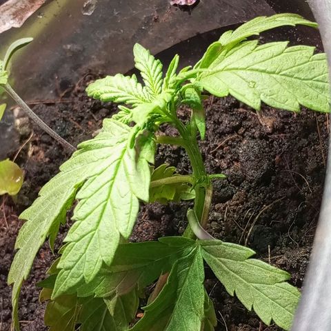 JUSSARA growlog timeline photo