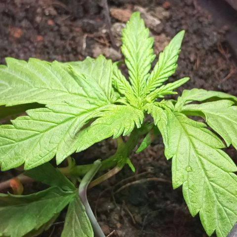 JUSSARA growlog timeline photo
