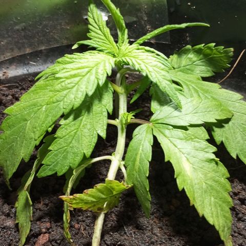JUSSARA growlog photo: 🌿🚀💪🏾