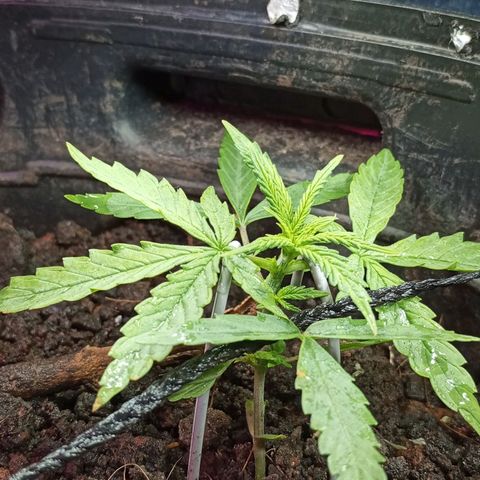 CAPUCCINA growlog photo: 🌿🚀💪🏾