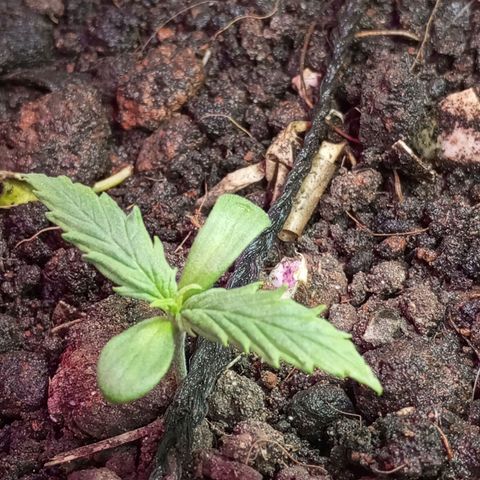 RAQUEL growlog photo: 🌱🚀💪🏾