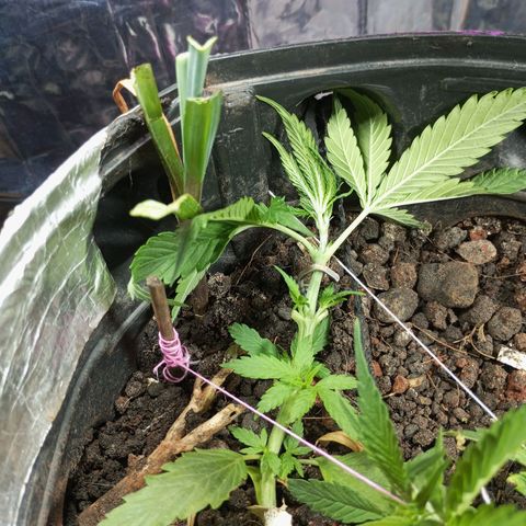 RAQUEL growlog timeline photo